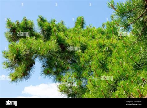 Pitch Pine Hi Res Stock Photography And Images Alamy