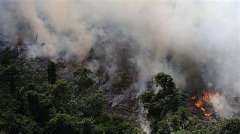 Kebakaran di Hutan Tropis Amazon Meningkat 83% Dari Tahun Lalu - SALURAN8.COM