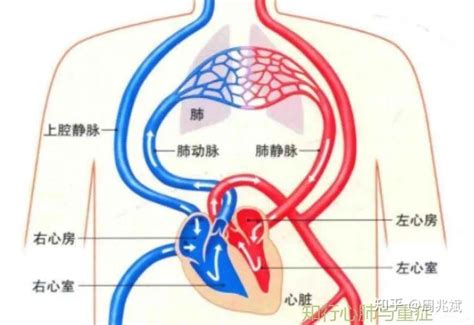 一文回顾肺动脉高压的定义、分类及病理生理学机制（附指南） 知乎