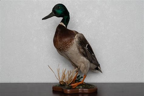 Northern Mallard Duck Taxidermy Bird Mount Duck Waterfowl Mounted Stuffed Birds For Sale