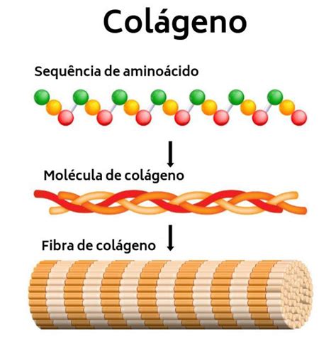 Col Geno Estrutura Para Que Serve Benef Cios Biologia Net