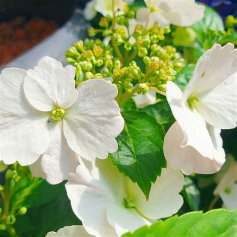 Hydrangea Ushyd0405 Syn Hydrangea Runaway Bride Snow White