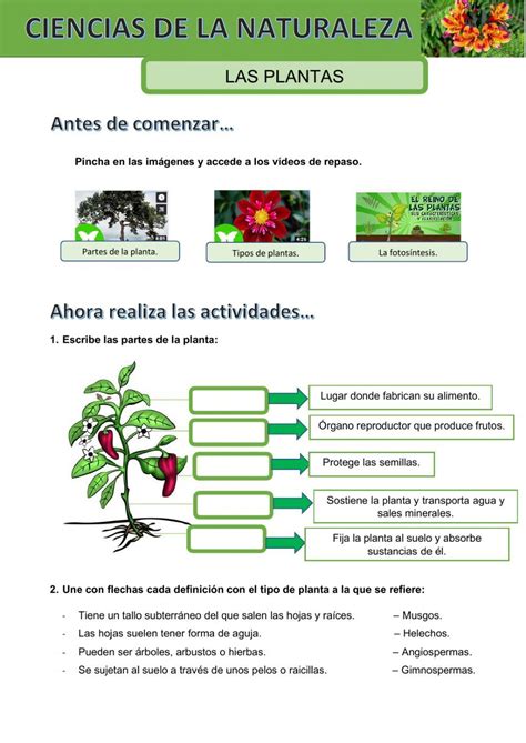 Worksheets Plant Parts Life Cycles Interactive Notebooks Parts Of