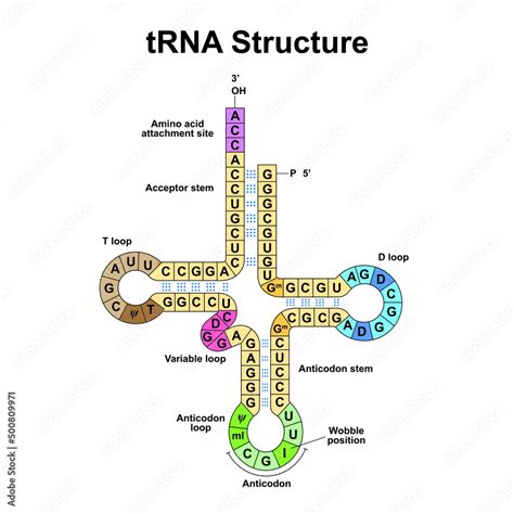 Scientific Designing Of Transfer Rna Trna Structure Colorful Symbols