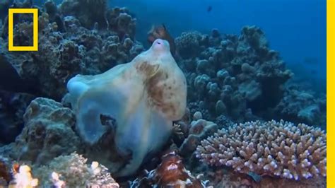 Octopuses Mate With A Special “sex Arm” National Geographic Youtube