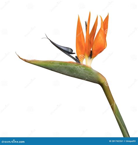 Strelitzia Flower Also Known As Bird of Paradise Stock Image - Image of