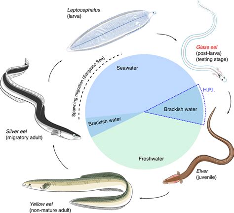 Life History Of The European Eel Anguilla Anguilla Eels Hatch As