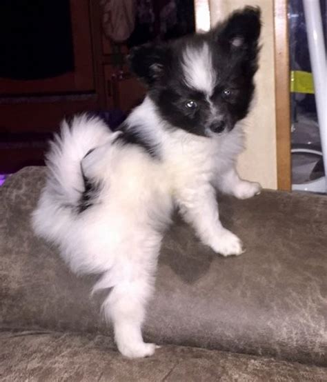 Papillon Puppies For Sale Mound Mn 205937 Petzlover