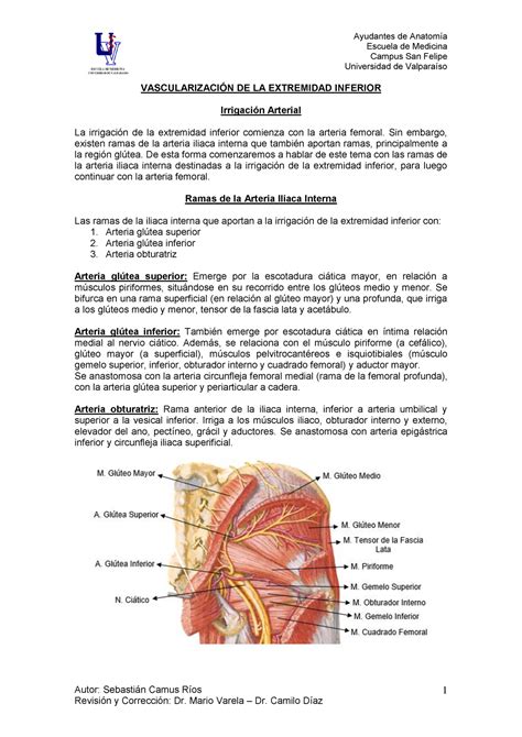 Apunte Vascularizaci N De La Eeii Ayudantes De Anatom A Escuela