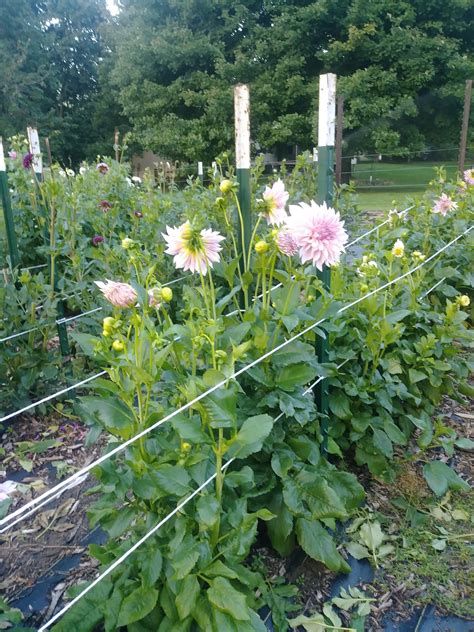 How to Support Your Cut Flowers in the Garden to Prevent Ruined Blooms