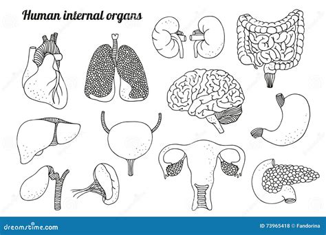 Human Internal Organs Set Stock Vector Illustration Of Drawing 73965418