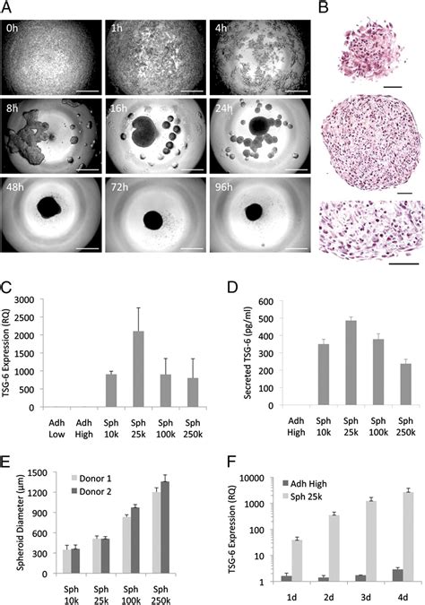 Aggregation Of Human Mesenchymal Stromal Cells Mscs Into 3d Spheroids