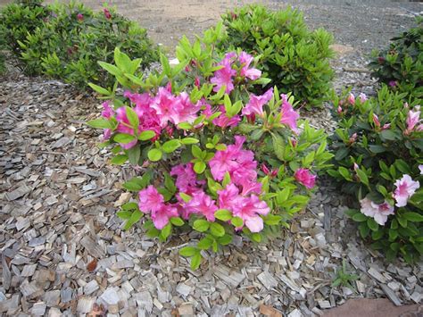 Azalea AUTUMN ROYALTY Rhododendron Hybrid CONLEC Botanica Nurseries