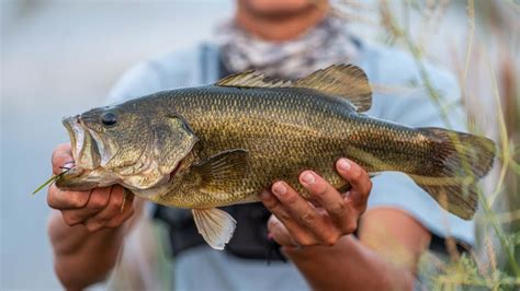 TOPWATER FROG ACTION Blowups At An Impromptu Farm Pond Meetup YouTube