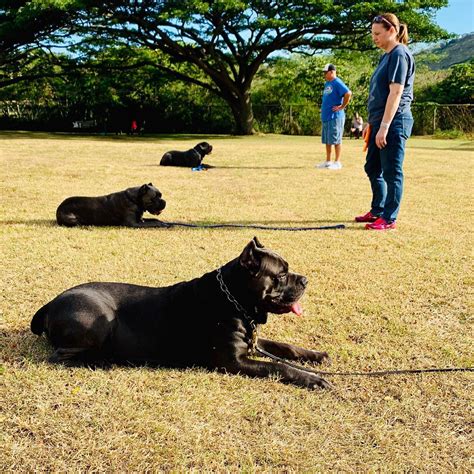 Finding The Right Cane Corso Trainer - Cane Corso Center