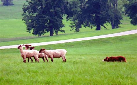 Sheep Herding Photograph by Sam Davis Johnson