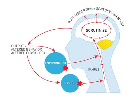 How Does Pain Work Understanding The Truth Behind The Hurt News