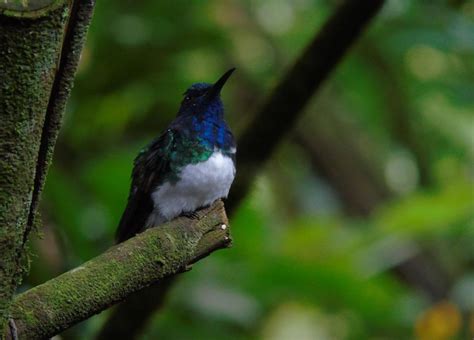 Excursi N Al Bosque Nuboso De Mindo Y Observaci N De Aves Getyourguide