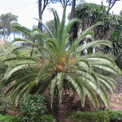 Phoenix Canariensis Palmier Pépinières Lepage Bretagne Bord De Mer