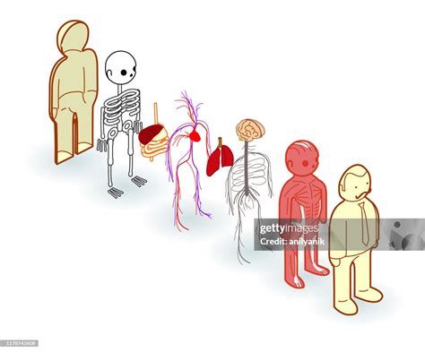 basic anatomy exploded high res vector graphic getty images