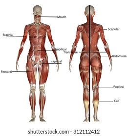 Human Body Muscles Stock Illustration 312112412