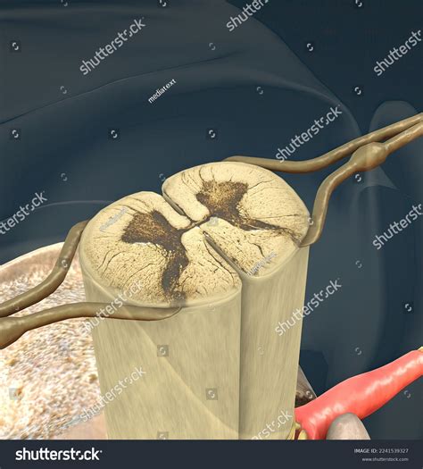 Spinal Nerve Mixed Nerve That Carries Stock Illustration