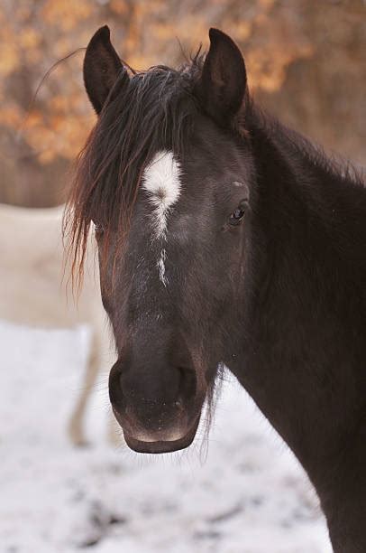 220+ Portrait Of Black Arabian Horse Stock Photos, Pictures & Royalty ...