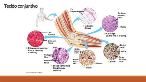 Tecido Conjuntivo Costela Humana - Histologia do Tecido Conjuntivo VERA REGINA ANDRADE 2015