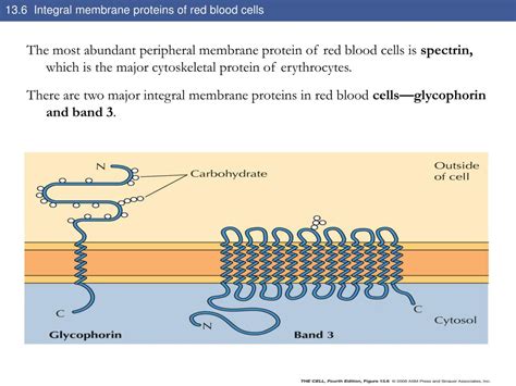 PPT - The Plasma Membrane PowerPoint Presentation, free download - ID ...