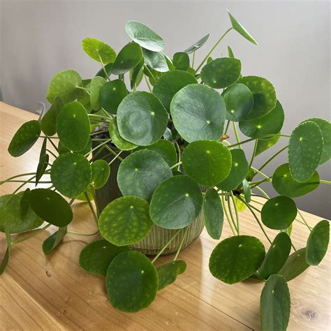 Pilea Peperomioides ‘chinese Money Plant Care Guide