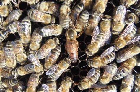 Sozialstruktur Und Organisation Von Bienen Wikifarmer