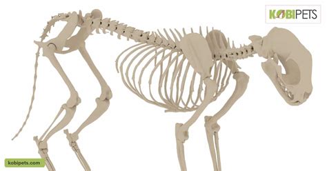 How Many Bones Are There In A Cat Kobi Pets