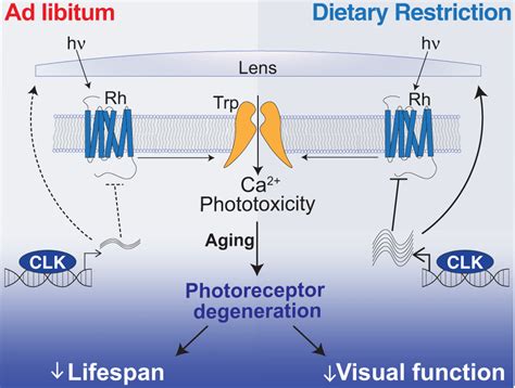 Dietary Restriction Extends Lifespan By Promoting Rhythmic Homeostatic Download Scientific