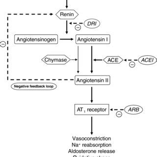 The Renin Angiotensin Aldosterone System DRI Direct Renin Inhibitor