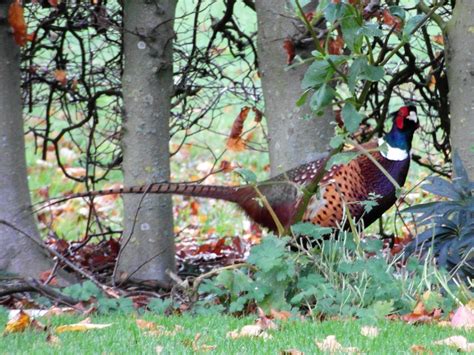 Male Pheasant Pheasants Are Large Long Tailed Gamebirds Flickr