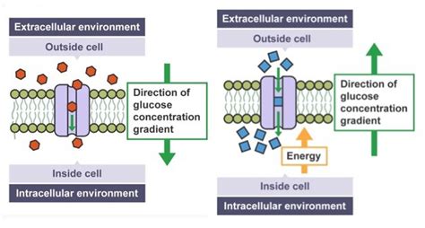 Diagram of Cell Biology - Diffusion | Quizlet