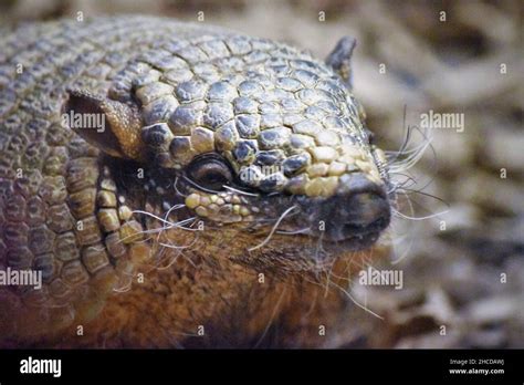 Armadillo Face Close Up