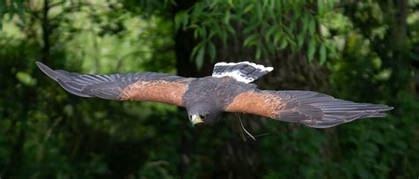 Harris Hawk Dive World Of Wings Cumbernauld Andy Sommerville Flickr