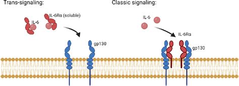 [PDF] The dual role of interleukin-6 in Crohn’s disease pathophysiology | Semantic Scholar