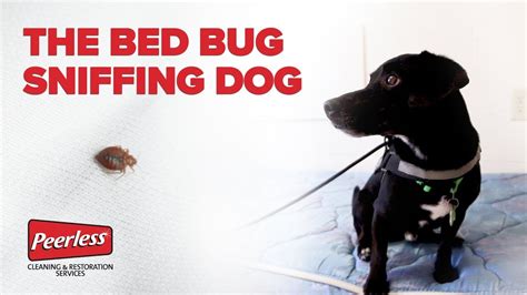 Can Bed Bugs Live In Refrigerator Bed Bug Get Rid