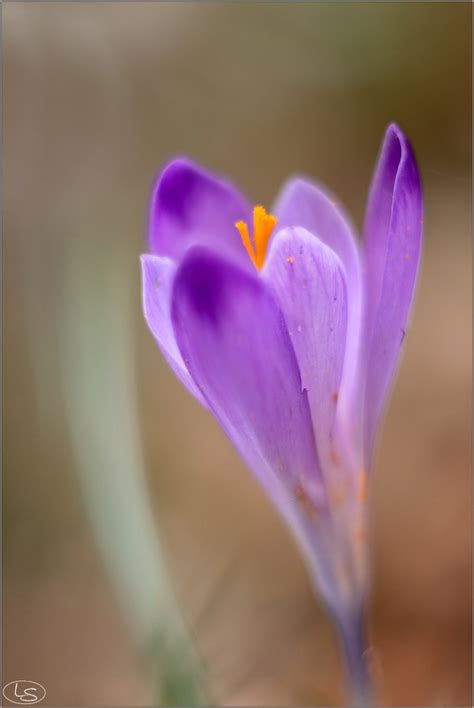 Orange Crocus Sp Luciano Silei Flickr