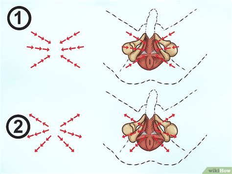 Cómo Ejercitar El Músculo Pubococcígeo 11 Pasos