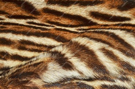 Premium Photo Tiger Fur Texture Background