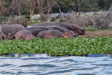 Day Tour To Hell S Gate National Park And Optional Boat Ride On Lake