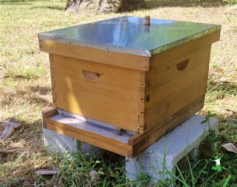 Beekeeping Healthy Home Economist