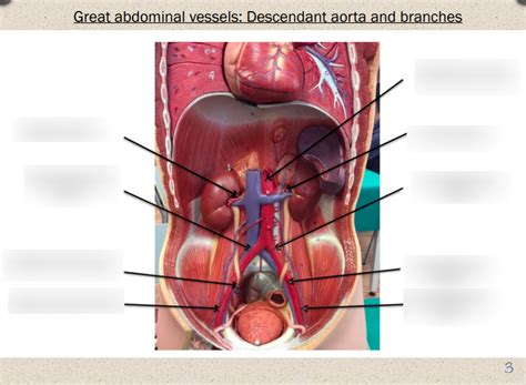 Abdominal Vessels Diagram Quizlet