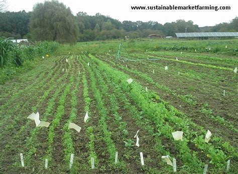 Direct Sown Vegetable Crops Laptrinhx News