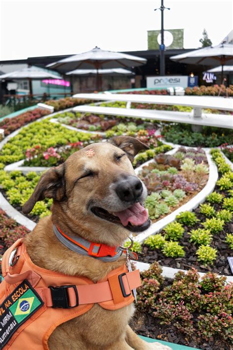 Alerta De Fofura Defesa Civil Realiza Sess O De Fotos Mascote