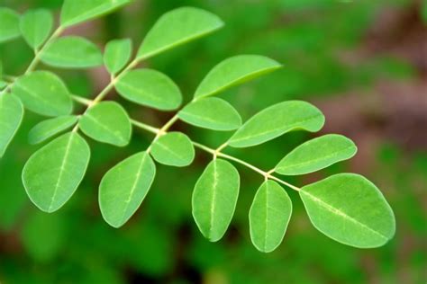 Moringa usos y beneficios del verdadero árbol de la vida