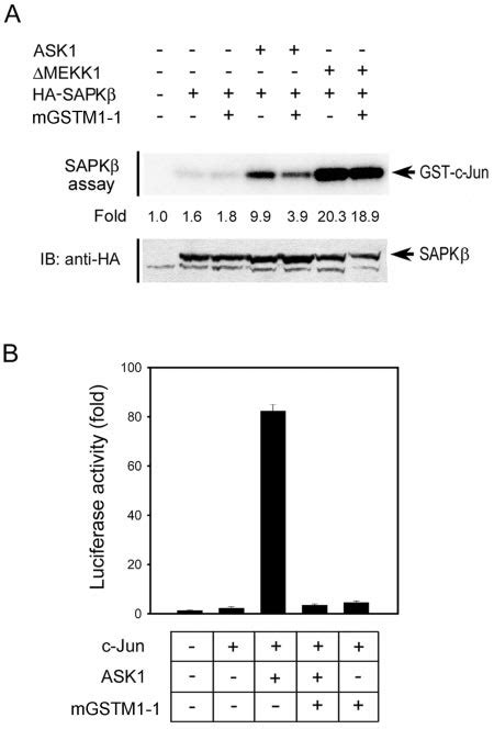 Mgstm Suppresses Ask Mediated Jnk Sapk Activation And Transcription